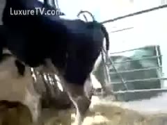 Cows fucking at the farm